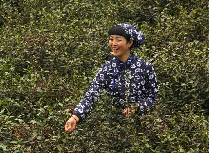 洛阳牡丹
